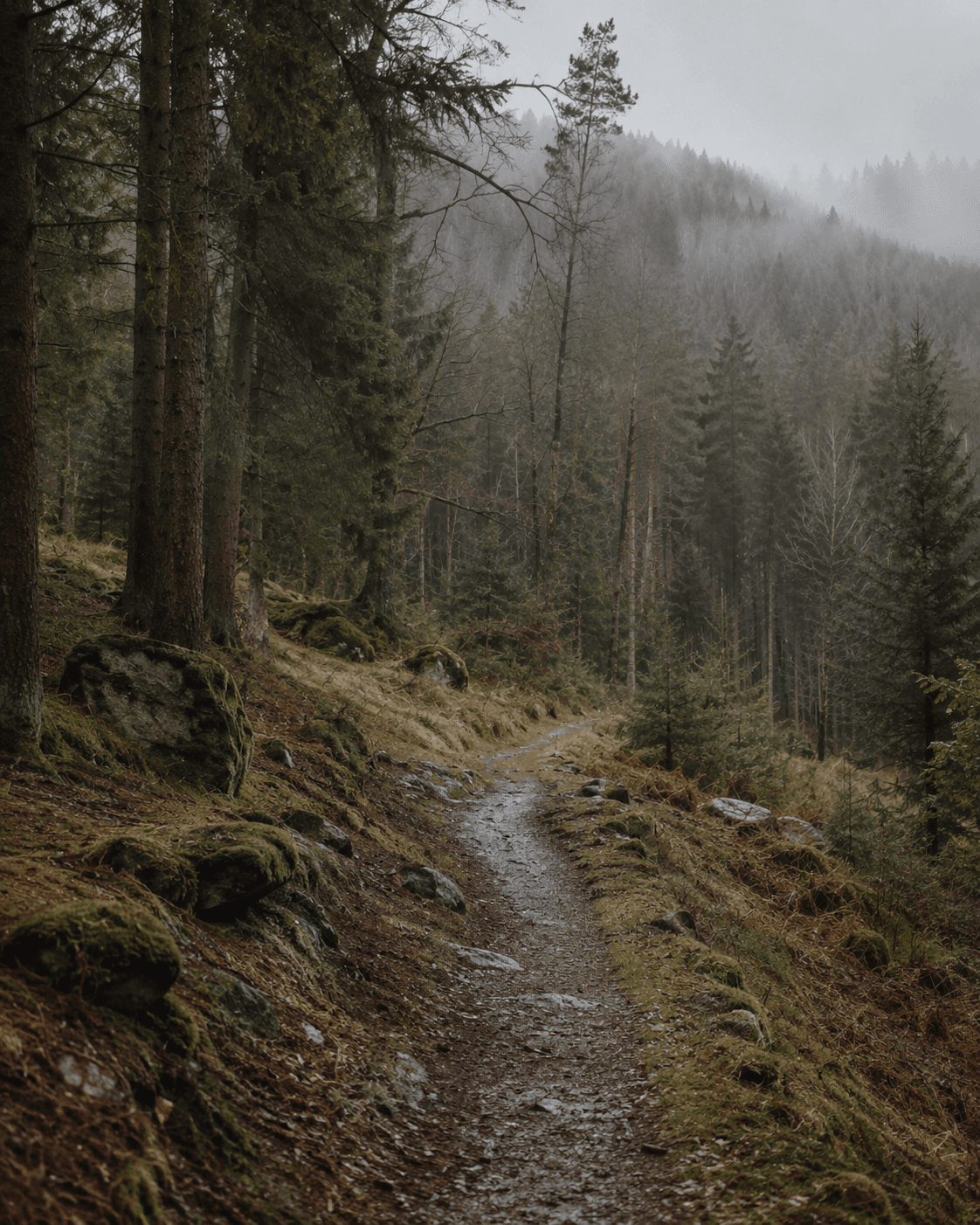 Ein ruhiger Waldweg mit Moos und Erde als natürlicher Übungsraum.
